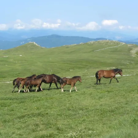 Cimone Supersci Polle-life