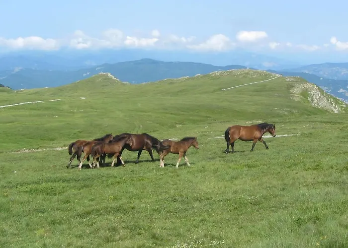 Cimone Supersci Polle-life